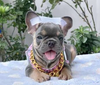 FRENCH BULLDOG PUPPIES🌻A209 Lilac Tan Male/Female