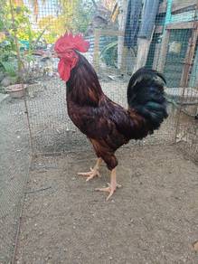 anak ayam rir