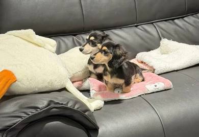 Dachshund