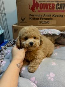 MALTIPOO Female