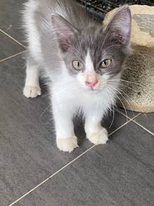 kitten/ anak kucing