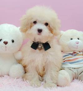 Maltipoo