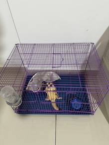 Sugar Glider