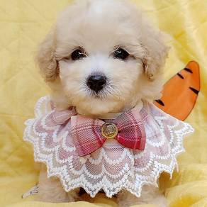 Maltipoo