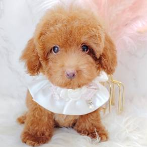 Toy Poodle