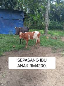 Lembu sepasang ibu anak