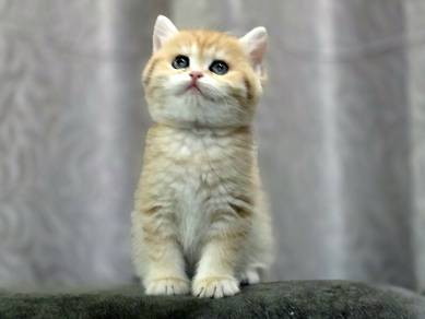 BSH kitten