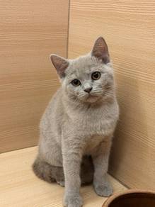 British short hair