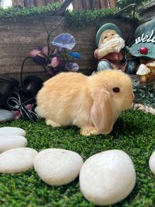 Holland lop