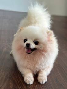 teacup pomeranian (stud service)