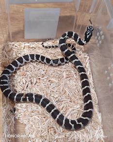California King Snake 