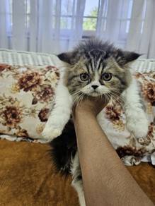 pure persian tabby female kitten flat face 