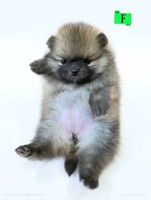 Pomeranian 