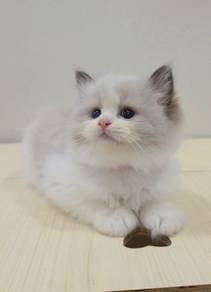ragdoll