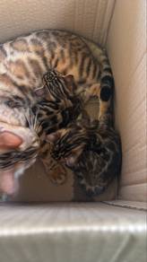 bengal rosette