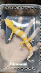 Leopard gecko