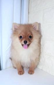 J0724 Pomeranian fluffy cute teddy puppy