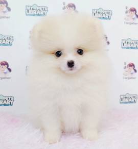 Pomeranian