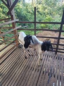 Kambing 