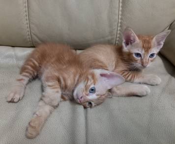 free kitten for adoption 