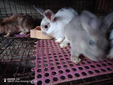 Arnab untuk dijual