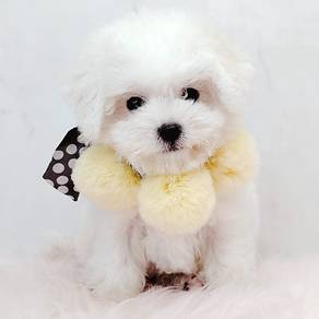 Bichon Frise