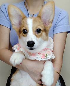 Corgi