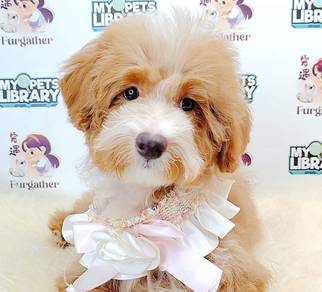 Maltipoo