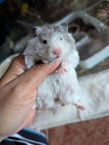 Hamster Big Bone b2