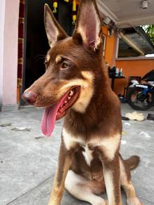 Husky mix german sepheard
