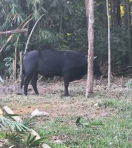 lembu raya besar