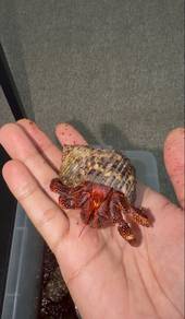 hermit crab