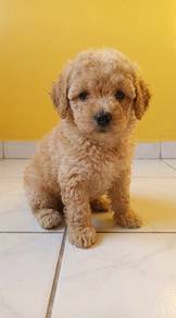 Toy Poodle Puppy 10 weeks