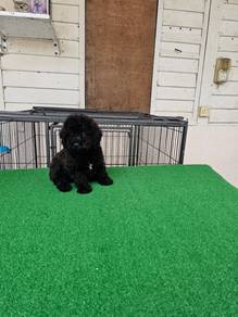 Toy Poodle Puppy