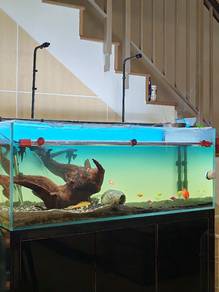 Selling the whole set aquarium