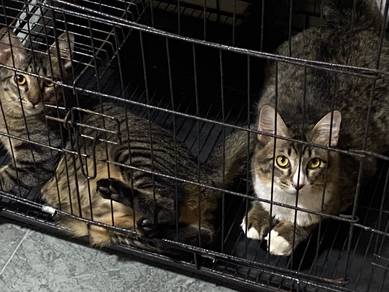 Cat for rehome