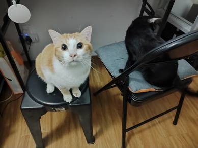 DSH Cats to be rehome