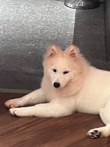 Samoyed Puppy for Sale