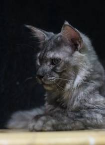 Smoke Maine Coon Male
