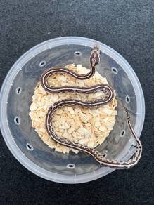 anery tessera corn snake ular jagung