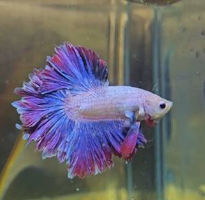 Betta Fish Ikan Laga Rosetail