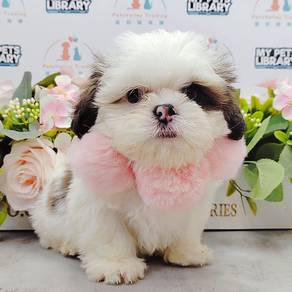 Shih TZU