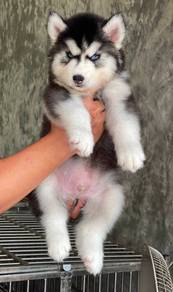 SIBERIAN HUSKY PUPPIES Sb222🌻 Male-Female