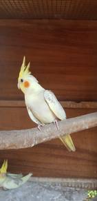 Burung