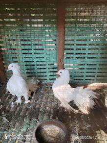 burung merpati sepasang 