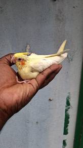 Burung cockateil