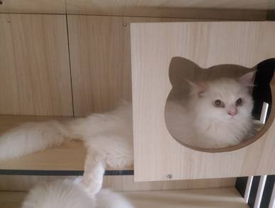 mix persian 