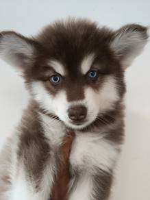 husky puppies b