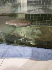 aquarium 4kaki sekali lampu Dan ikan