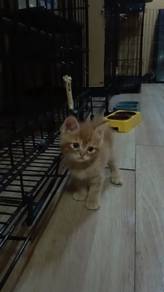 Kitten untuk dilepaskan